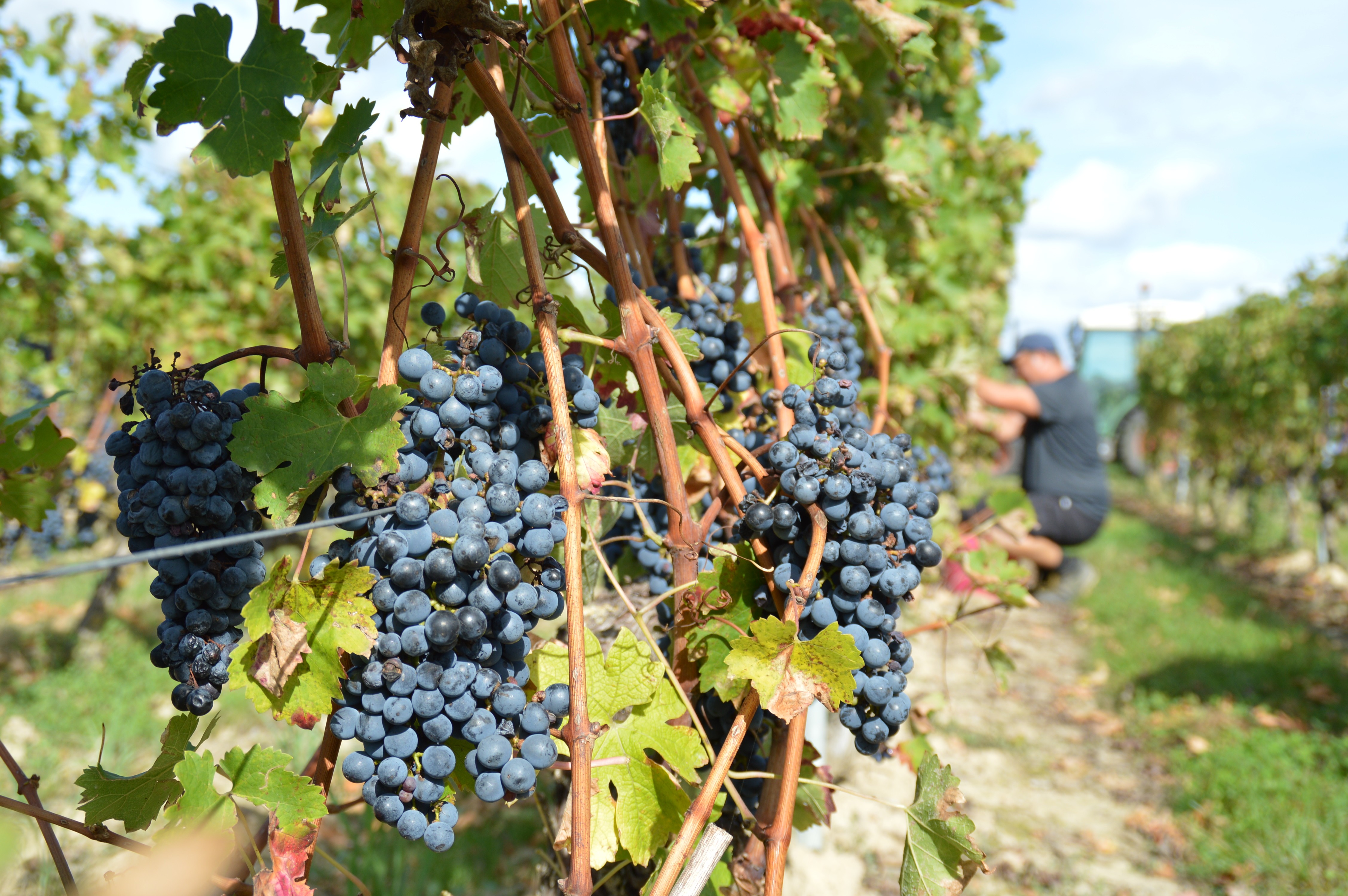 Le millésime 2023 Domaine du Petit Clocher