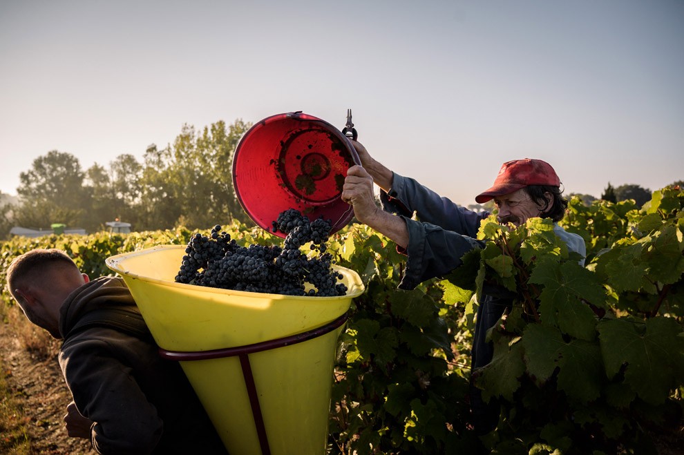 Le millésime 2021 Domaine du Petit Clocher